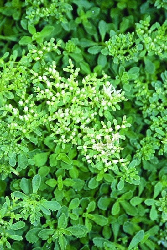 Image of Sedum spurium 'Leningrad White'|Juniper Level Botanic Gdn, NC|JLBG