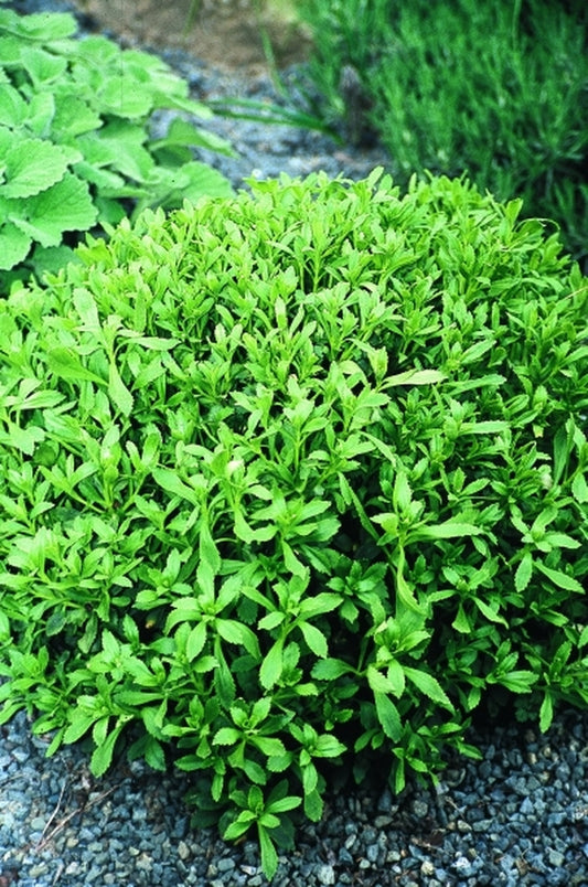 Image of Sedum takesimense BSWJ8518|Juniper Level Botanic Gdn, NC|JLBG