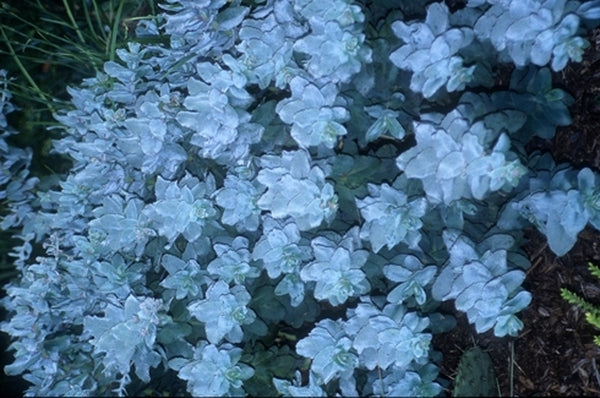Image of Sedum telephium ssp. ruprechtii 'Hab Gray'|Juniper Level Botanic Gdn, NC|JLBG