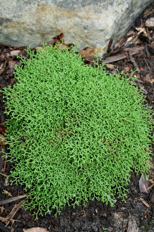 Image of Selaginella borealis|Juniper Level Botanic Gdn, NC|JLBG