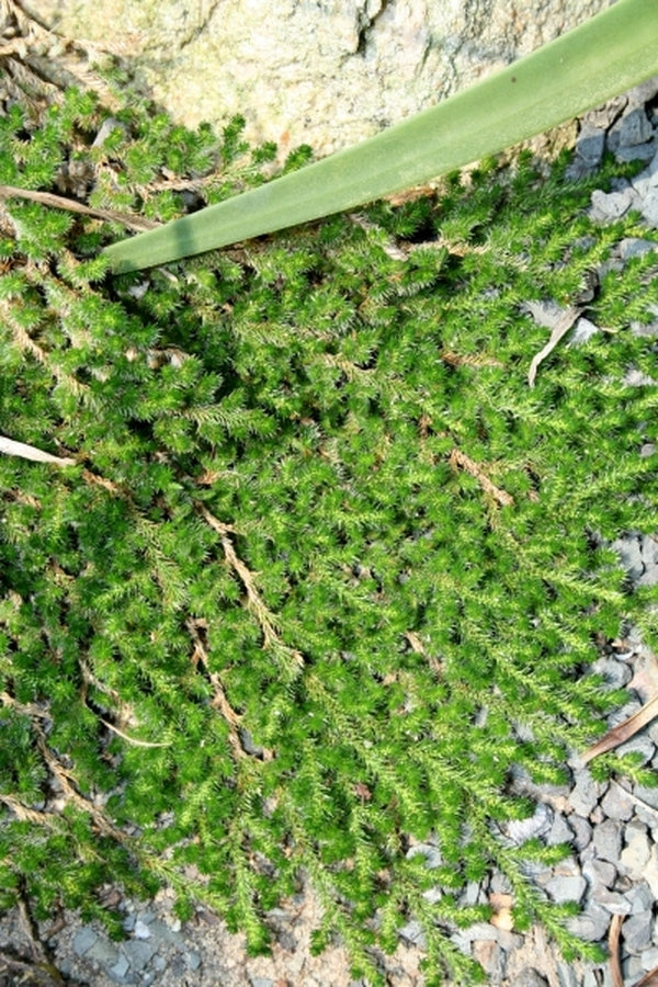 Image of Selaginella peruviana 'Burnet'|Juniper Level Botanic Gdn, NC|JLBG