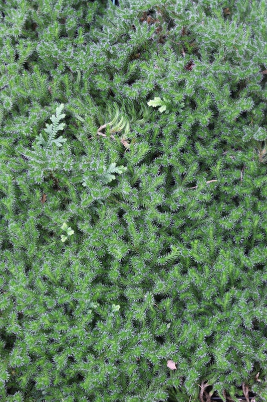 Image of Selaginella rupestris 'Bald Knob'||