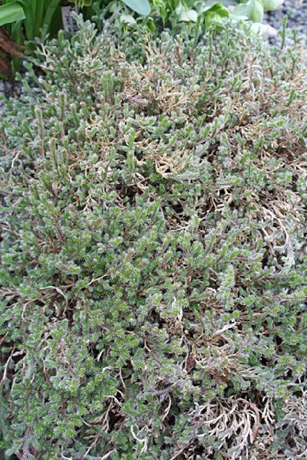 Image of Selaginella rupincola|Juniper Level Botanic Gdn, NC|JLBG