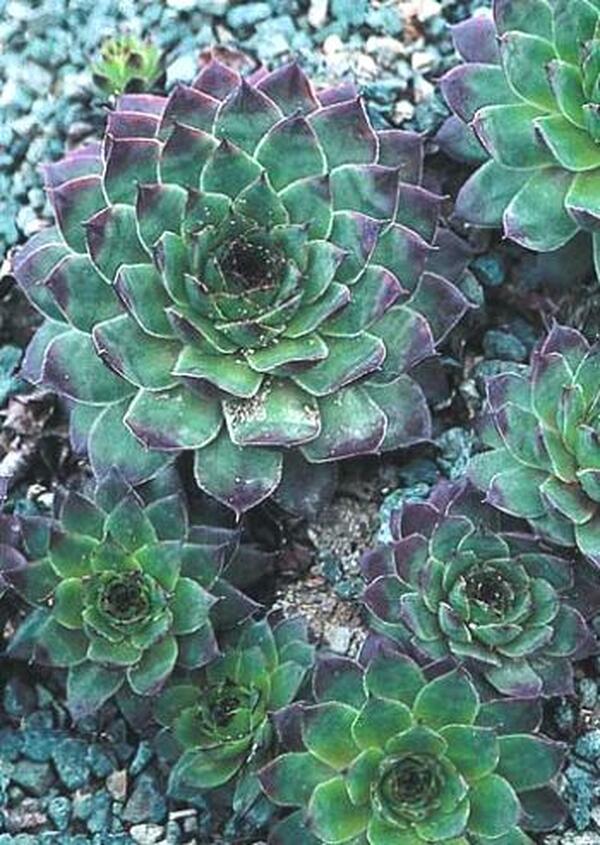 Image of Sempervivum 'Carmen'|Juniper Level Botanic Gdn, NC|JLBG