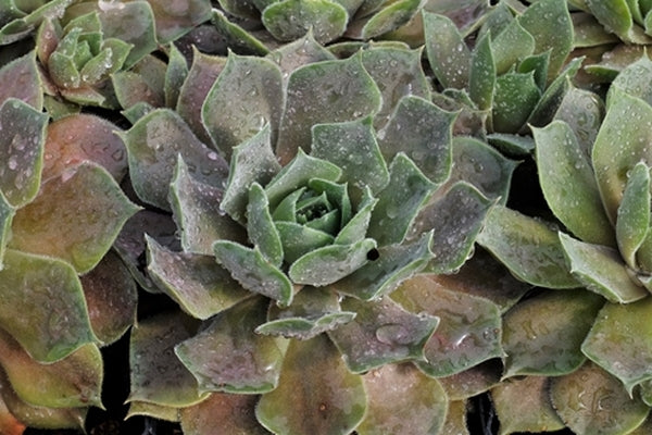 Image of Sempervivum 'El Toro'|Juniper Level Botanic Gdn, NC|JLBG