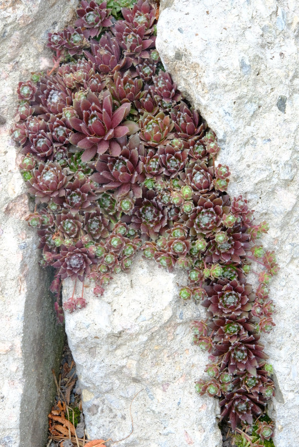 Image of Sempervivum 'Silber Karneol'taken at Juniper Level Botanic Gdn, NC by JLBG
