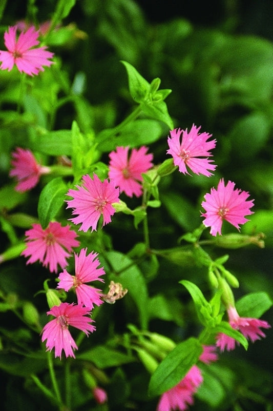 Image of Silene 'Rockin' Robin'|Juniper Level Botanic Gdn, NC|JLBG