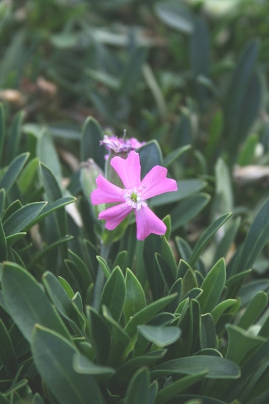 Image of Silene caroliniana var. wherryi 'Short & Sweet'|Juniper Level Botanic Gdn, NC|JLBG