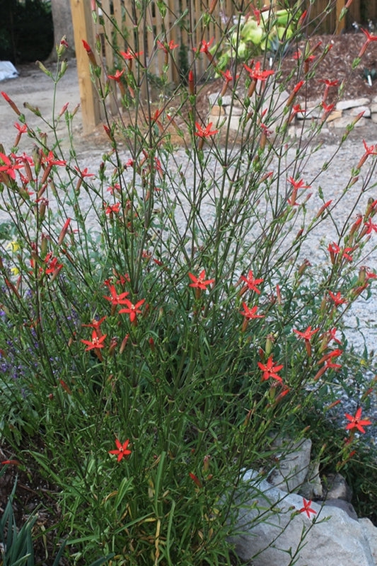 Image of Silene subciliatataken at Juniper Level Botanic Gdn, NC by JLBG