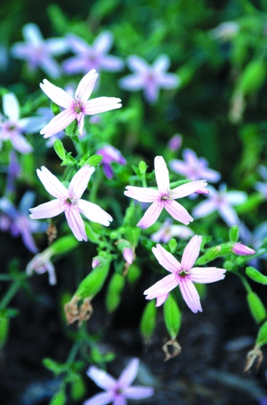 Image of Silene virginica 'Emma's Blush'|Juniper Level Botanic Gdn, NC|JLBG
