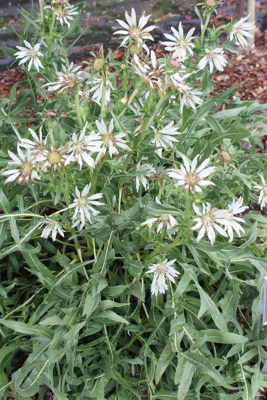Image of Silphium albiflorum|Juniper Level Botanic Gdn, NC|JLBG