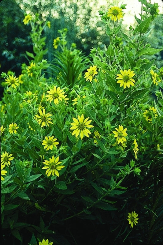 Image of Silphium radula|Juniper Level Botanic Gdn, NC|JLBG