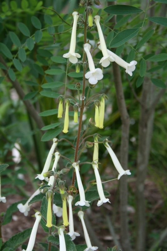 Image of Sinningia 'Butter and Cream'|Juniper Level Botanic Gdn, NC|JLBG