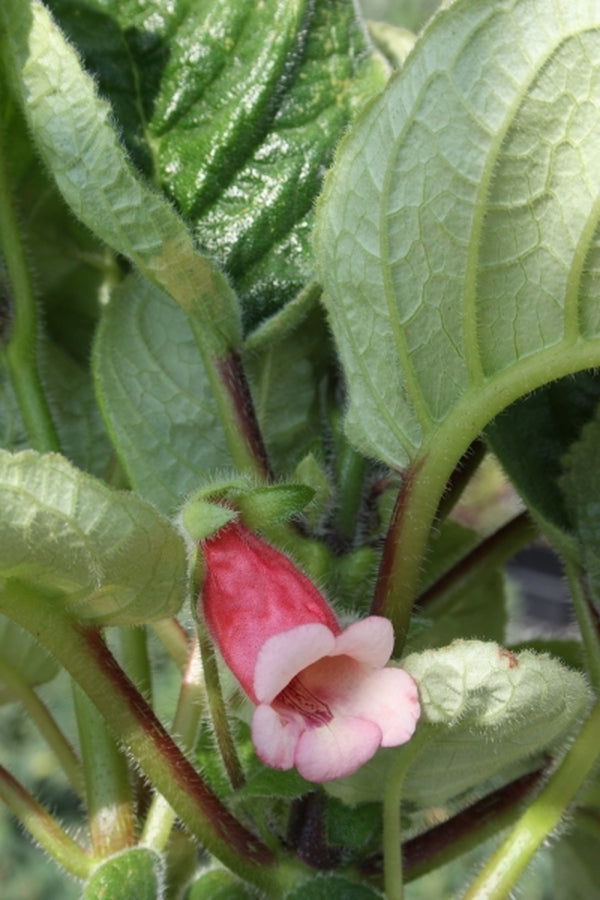 Image of Sinningia 'Georgia Peach'|Juniper Level Botanic Gdn, NC|JLBG
