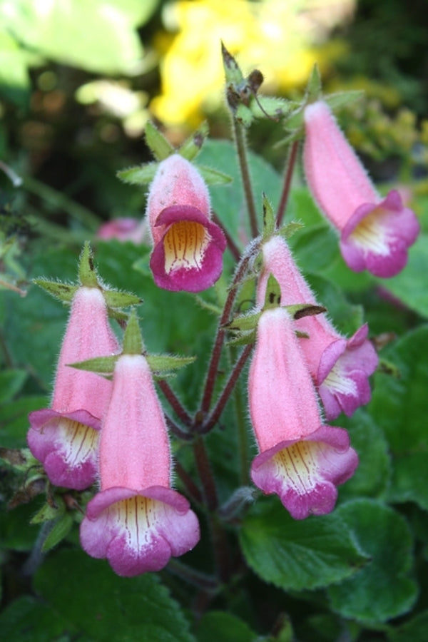Image of Sinningia 'Pink Pockets'|Juniper Level Botanic Gdn, NC|JLBG