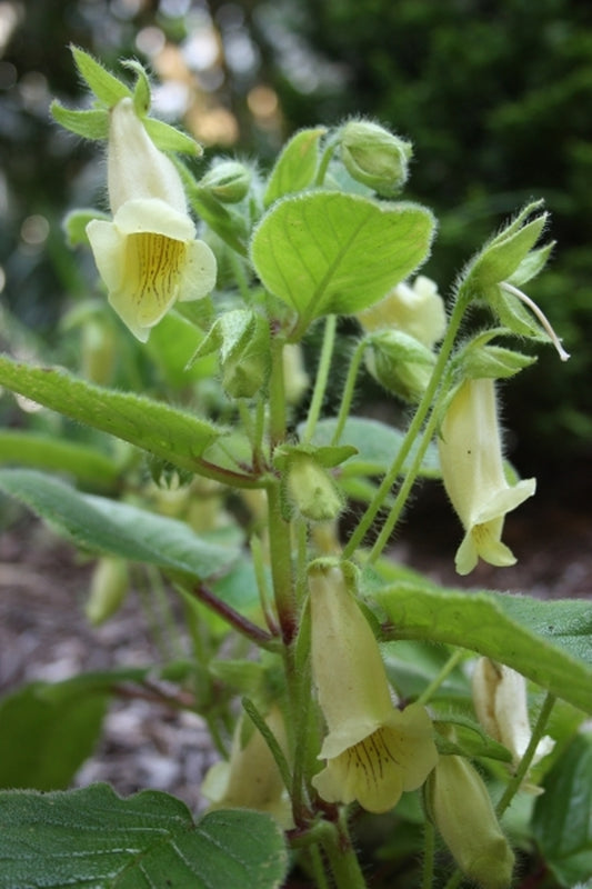 Image of Sinningia conspicua|Juniper Level Botanic Gdn, NC|JLBG