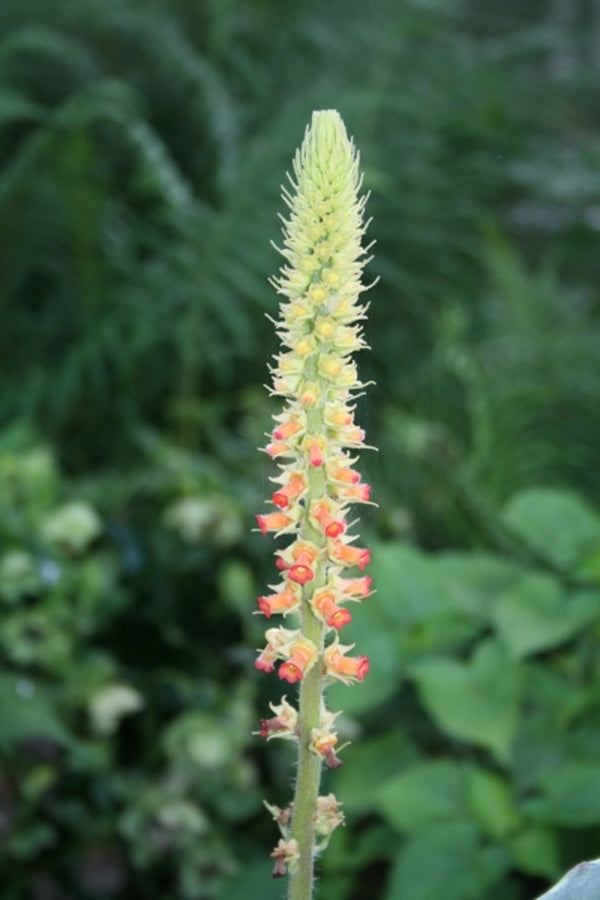 Image of Sinningia curtiflora|Juniper Level Botanic Gdn, NC|JLBG