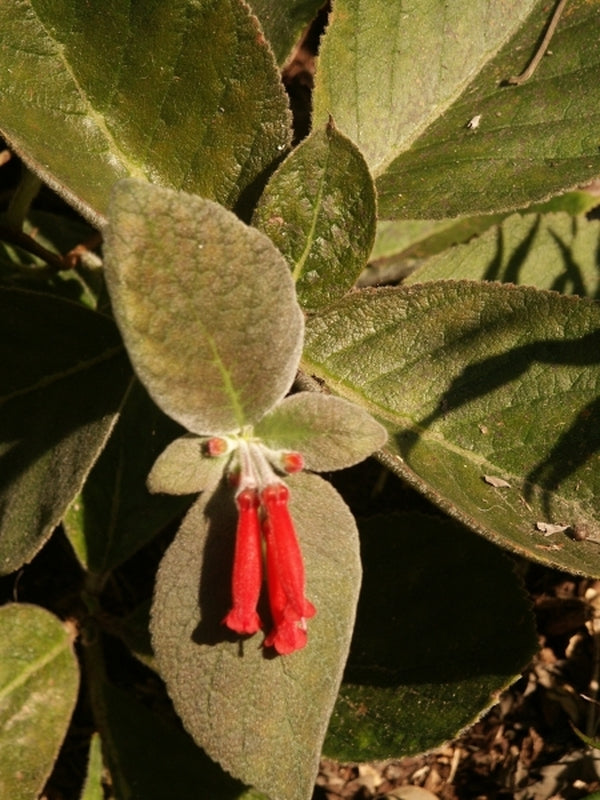 Image of Sinningia leucotricha|Juniper Level Botanic Gdn, NC|JLBG