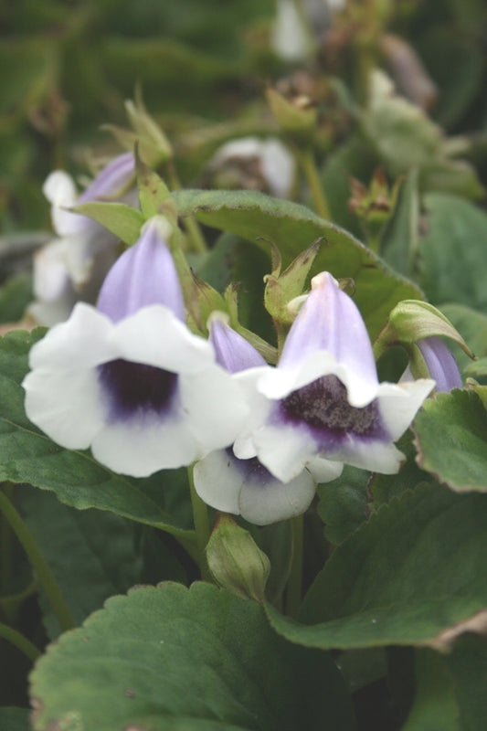 Image of Sinningia speciosa 'Carangola'|Juniper Level Botanic Gdn, NC|JLBG