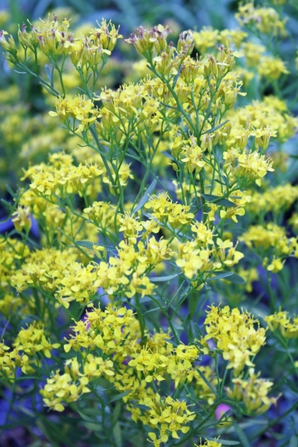 Learn about Solidago pauciflosculosa | Wooly Woody Goldenrod ...