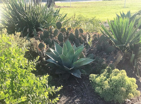Zoom Recording: Southwest Plants for the Southeast