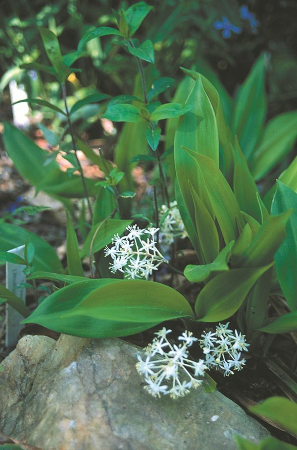 Image of Speirantha gardenii|Juniper Level Botanic Gdn, NC|JLBG