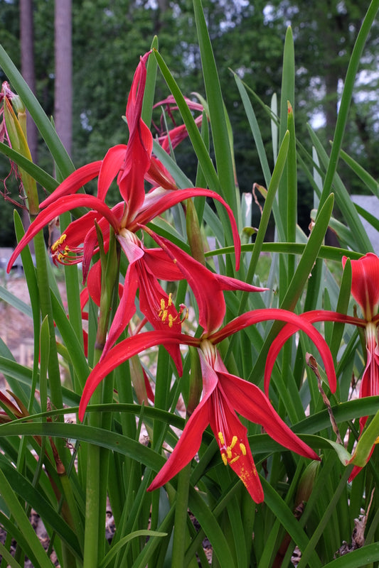 Image of Sprekelia formosissima 'Early Riser'|Juniper Level Botanic Gdn, NC|JLBG