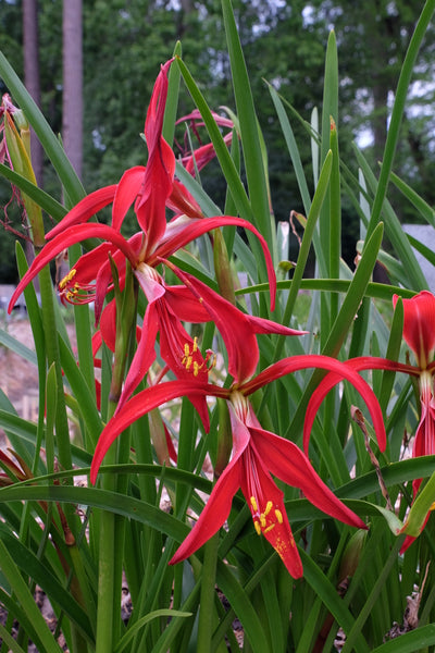aztec lily flower Sprekelia formosissima Early Riser