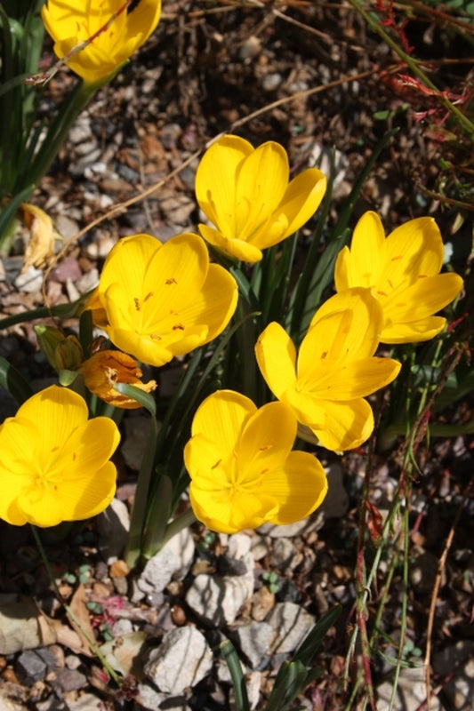 Image of Sternbergia lutea|Missouri Botanic Gdn, MO|