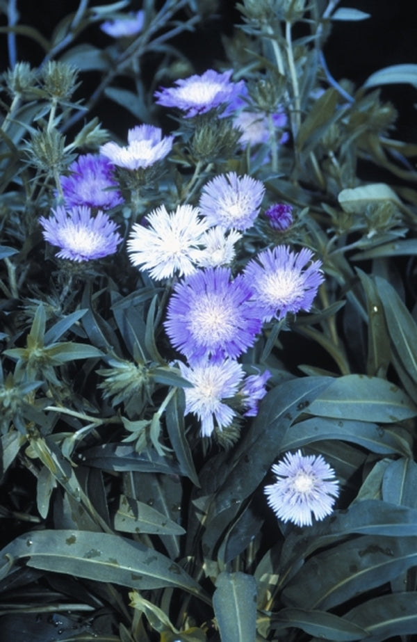 Image of Stokesia laevis 'Colorwheel' PP 12,718|Itsaul Plants, GA|Itsaul Plants