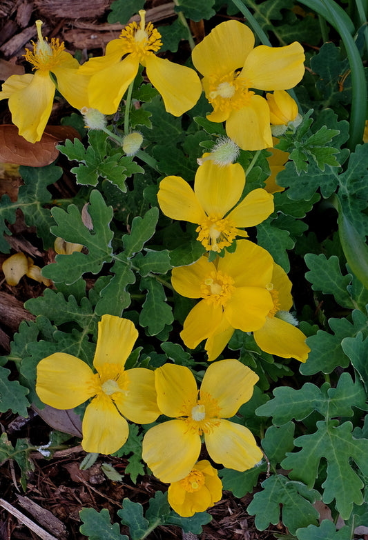 Image of Stylophorum diphyllum||