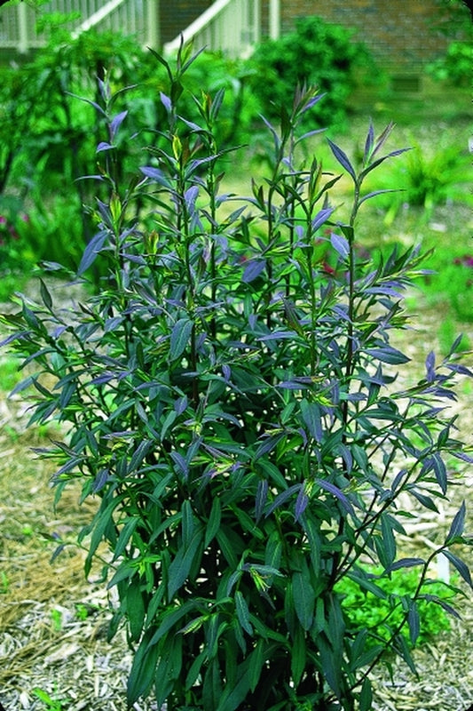 Image of Symphyotrichum lateriflorum 'Lady in Black'taken at Juniper Level Botanic Gdn, NC by JLBG