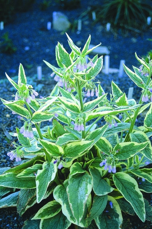 Image of Symphytum x uplandicum 'Variegatum'|Juniper Level Botanic Gdn, NC|JLBG