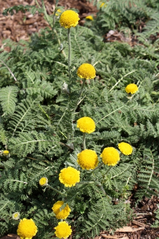 Image of Tanacetum huronense var. terrae-novae|Juniper Level Botanic Gdn, NC|JLBG