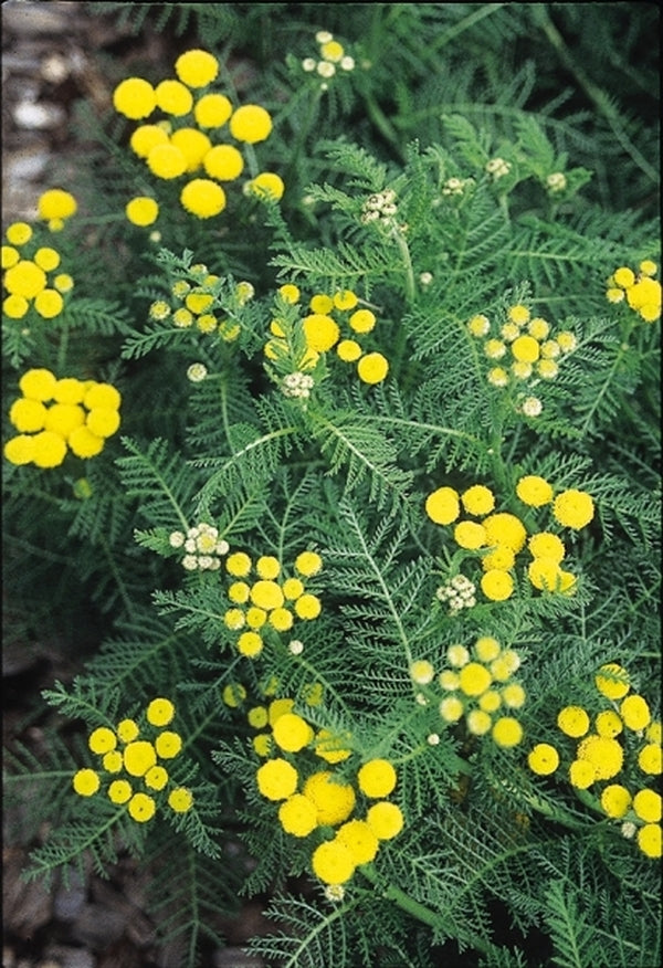 Image of Tanacetum huronense|Juniper Level Botanic Gdn, NC|JLBG