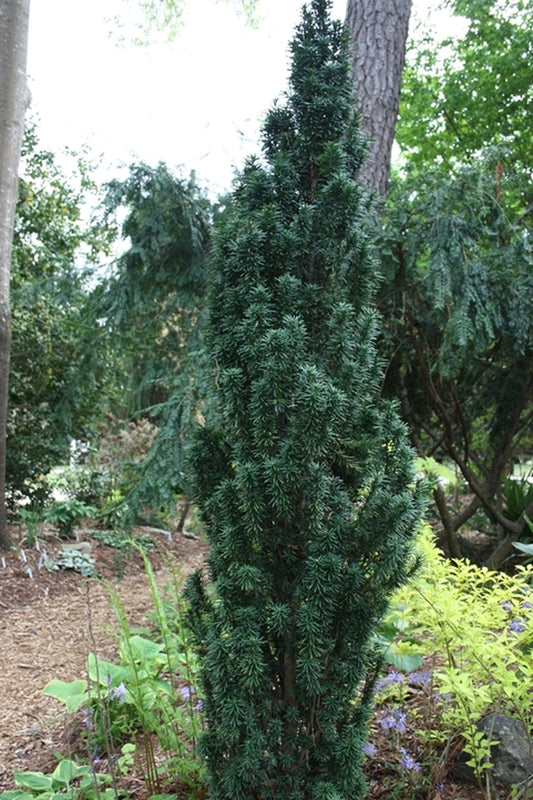 Image of Taxus baccata 'Fastigiata Robusta'|Juniper Level Botanic Gdn, NC|JLBG