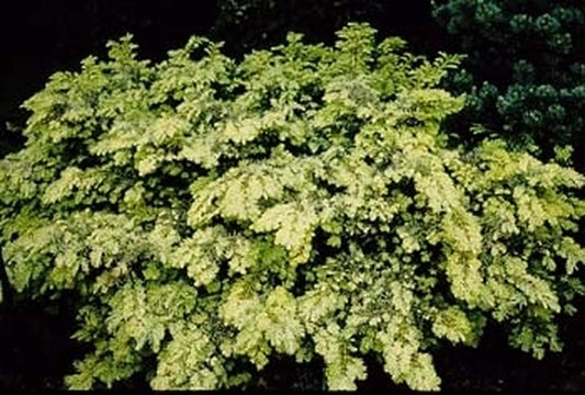 Image of Taxus baccata 'Watnong Gold'|Porterhowse Nsy, OR|
