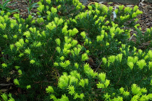 Image of Taxus cuspidata 'Low Boy'|Juniper Level Botanic Gdn, NC|JLBG