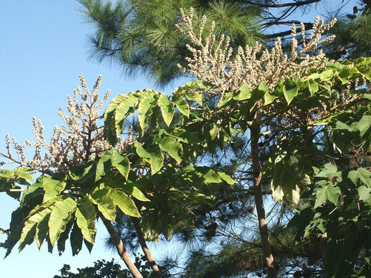 Image of Tetrapanax papyrifer 'Steroidal Giant'|Juniper Level Botanic Gdn, NC|JLBG