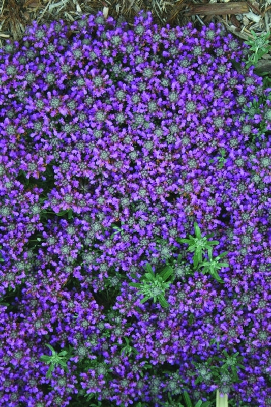 Image of Teucrium cossonii|Juniper Level Botanic Gdn, NC|JLBG
