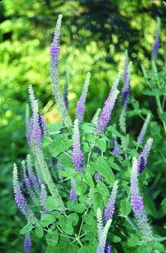 Image of Teucrium hircanicum|Juniper Level Botanic Gdn, NC|JLBG