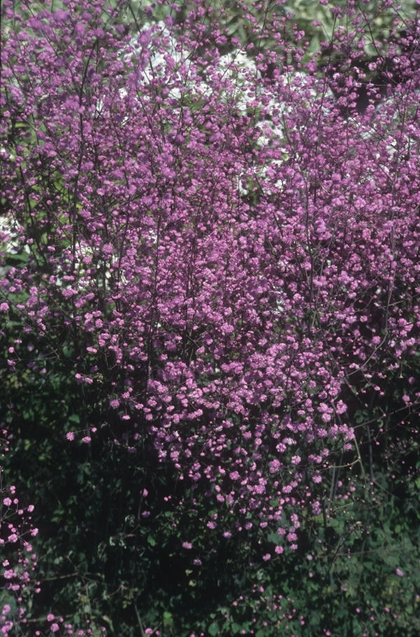 Image of Thalictrum delavayi 'Hewitt's Double'taken at Suncrest Nsy, CA