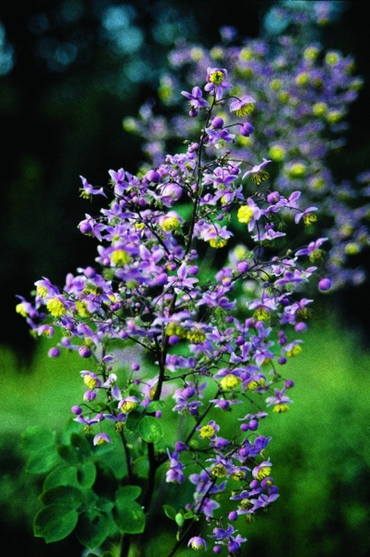 Image of Thalictrum rochebrunianum Korean Formtaken at Juniper Level Botanic Gdn, NC by JLBG
