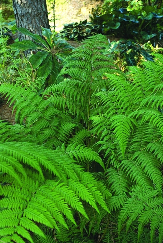 Image of Thelypteris torresiana coll. #A1BE-013|Juniper Level Botanic Gdn, NC|JLBG