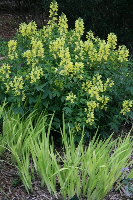 Image of Thermopsis lupinoides|Juniper Level Botanic Gdn, NC|JLBG