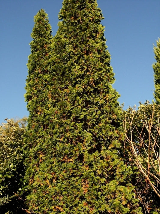 Image of Thuja occidentalis 'Degroot's Spire'|Juniper Level Botanic Gdn, NC|JLBG