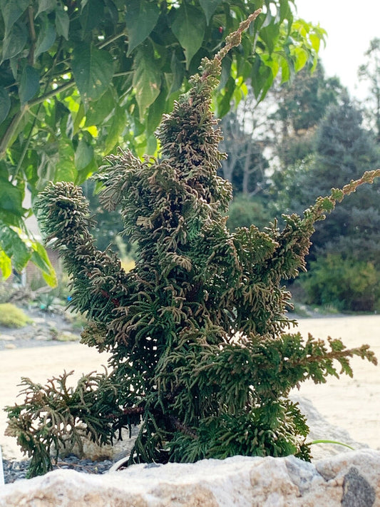 Image of Thuja occidentalis 'Malonyana Holub'|Juniper Level Botanic Gdn, NC|C. Hardison