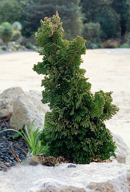 Image of Thuja occidentalis 'Primo'|Juniper Level Botanic Gdn, NC|C. Hardison