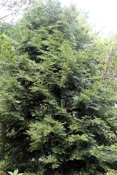 Thujopsis dolabrata Hondai