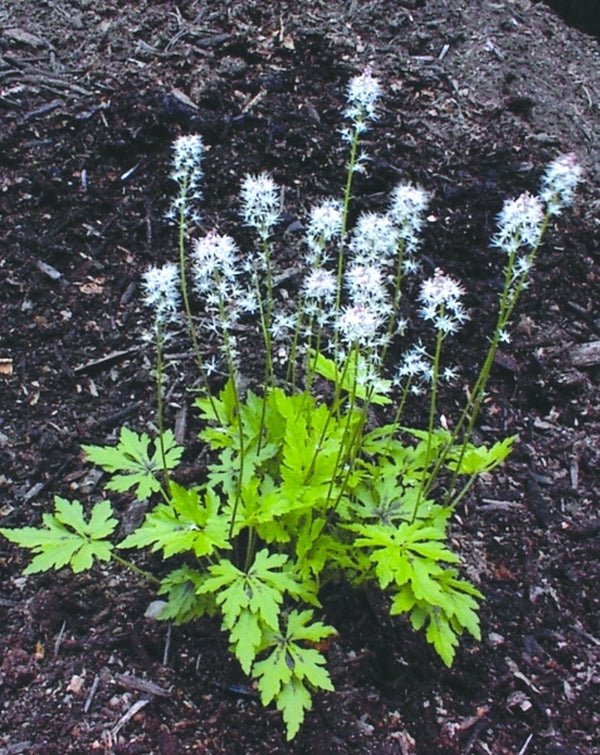 Image of Tiarella 'Butterfly Wings' PP 13,629|Primrose Path, PA|Yoder Brothers